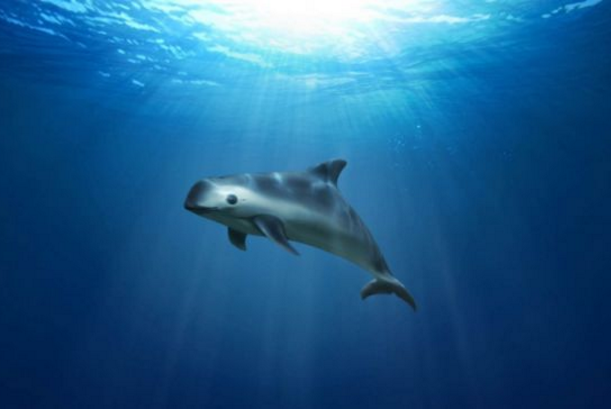 加湾鼠海豚