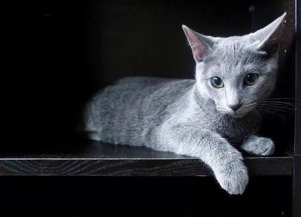 世界最贵的猫排行榜,阿什拉豹猫61万折耳猫英短最便宜