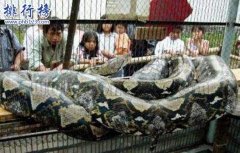 <strong><font color='#FF0000'>世界上最大的蛇是什么蛇，印尼巨</font></strong>